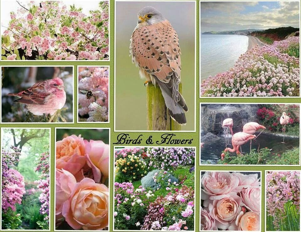 Spring Collage - If you can dream it, you can do it!